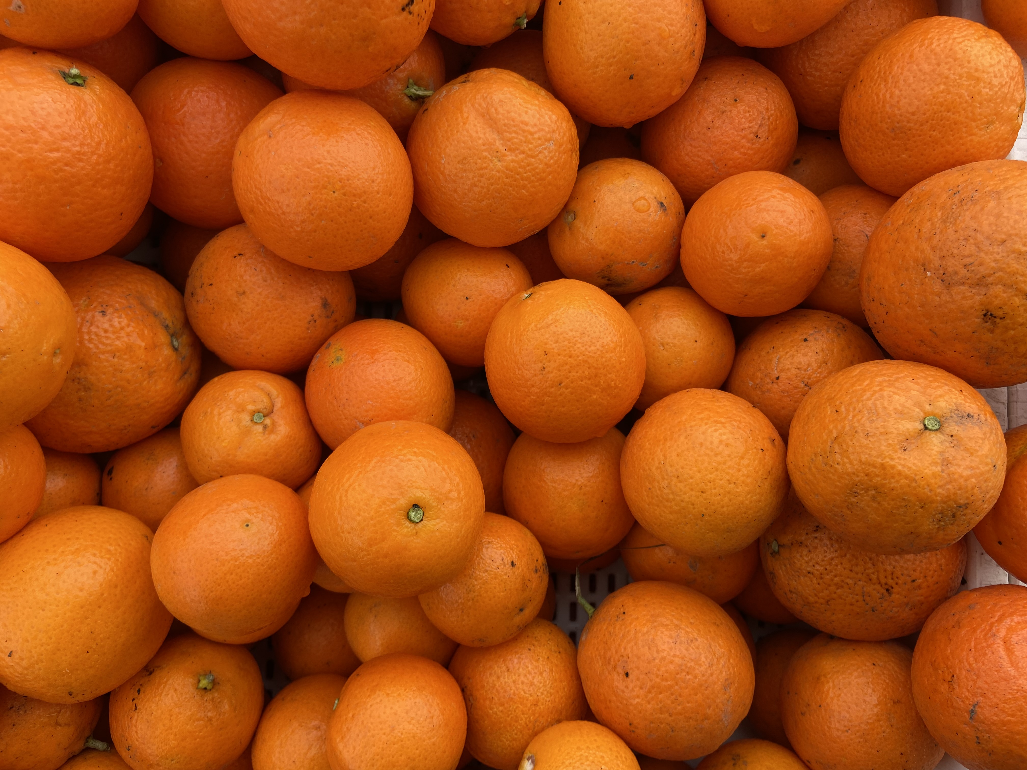 Farmers market scene 1